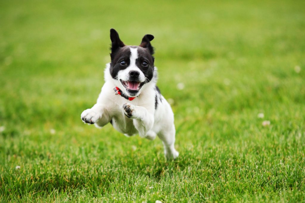 Why Do Dogs Get the Zoomies? | Reader's Digest