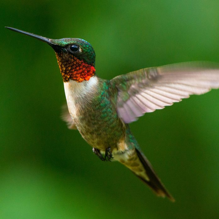 Top 95 Pictures Photos Of Male And Female Hummingbirds Updated 6883