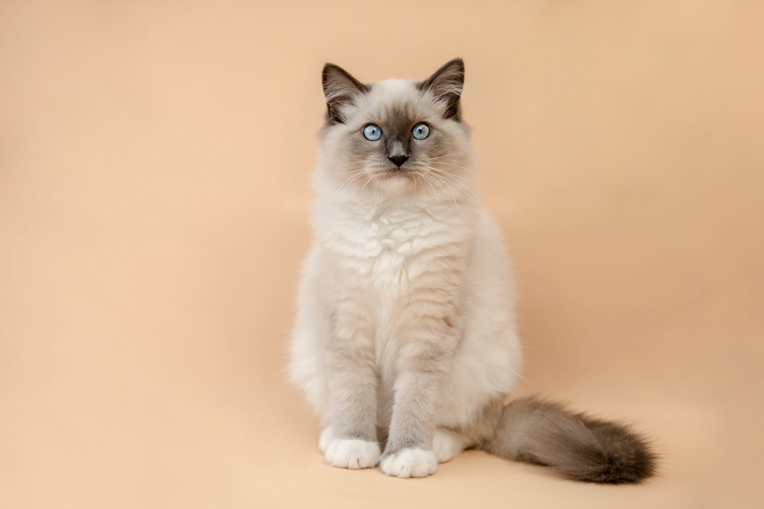 Cat Breeds That Get Stolen Most Often