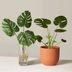 The Perfect Houseplant for You, Based on Your Zodiac Sign