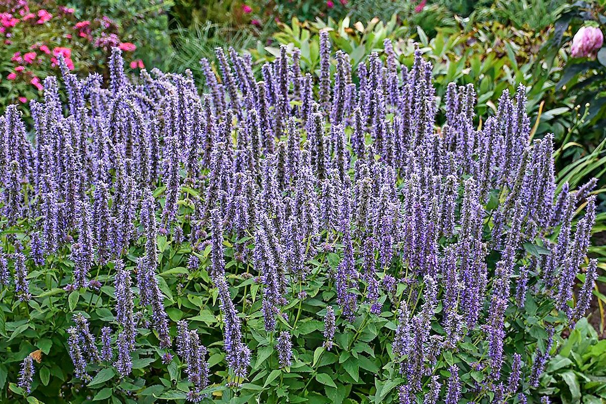 Top Drought-Tolerant Plants That Can Handle Dry Weather | Reader's Digest