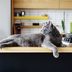 How to Pet-Proof Your Kitchen Space