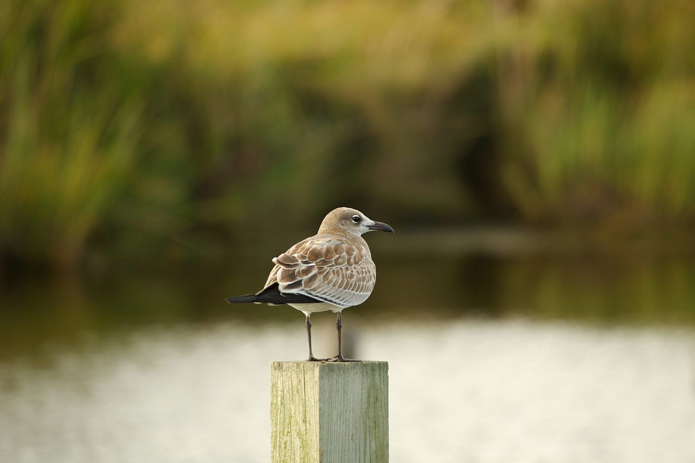 Gull on a piling