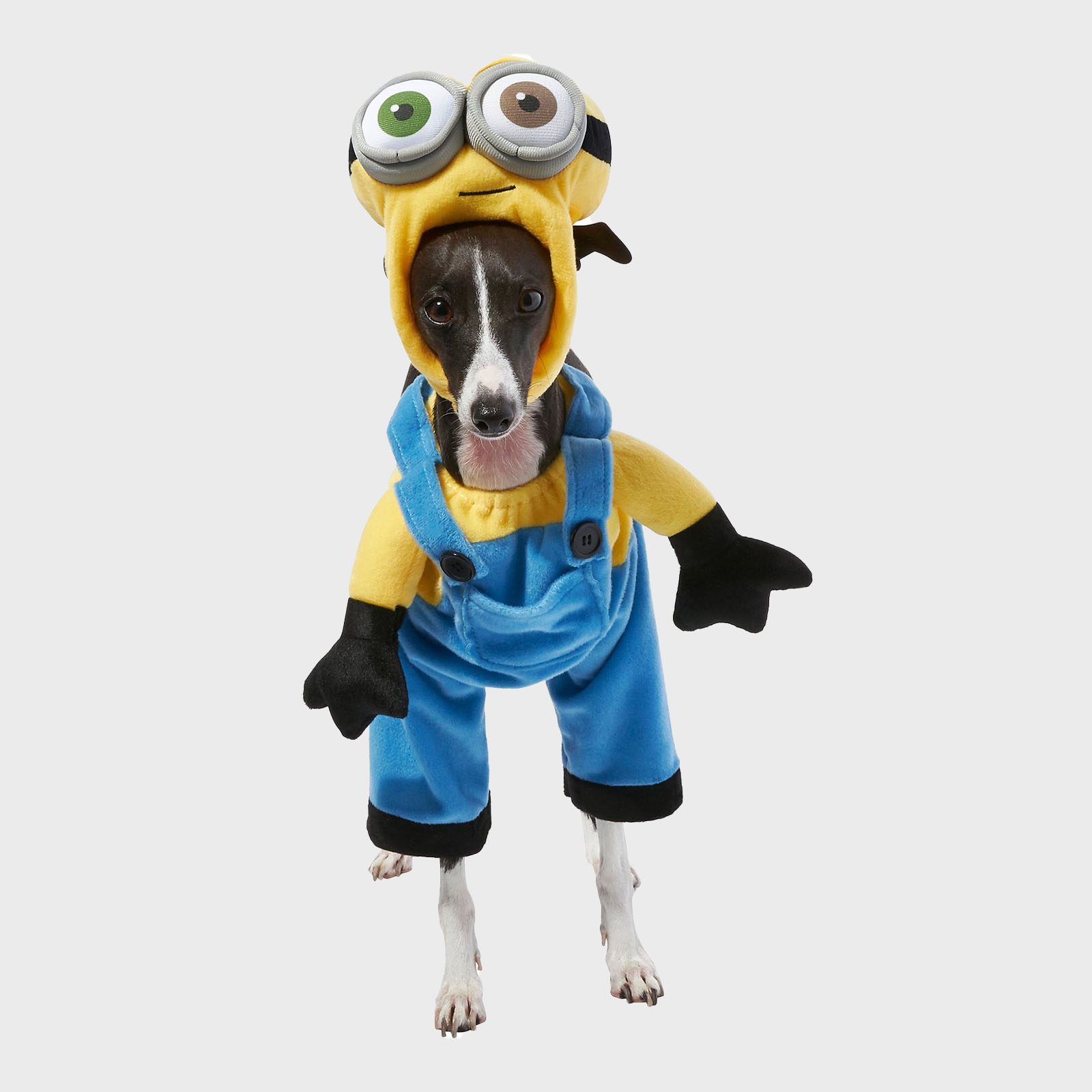 43 Best Dog Halloween Costume Ideas [2022] | Reader's Digest