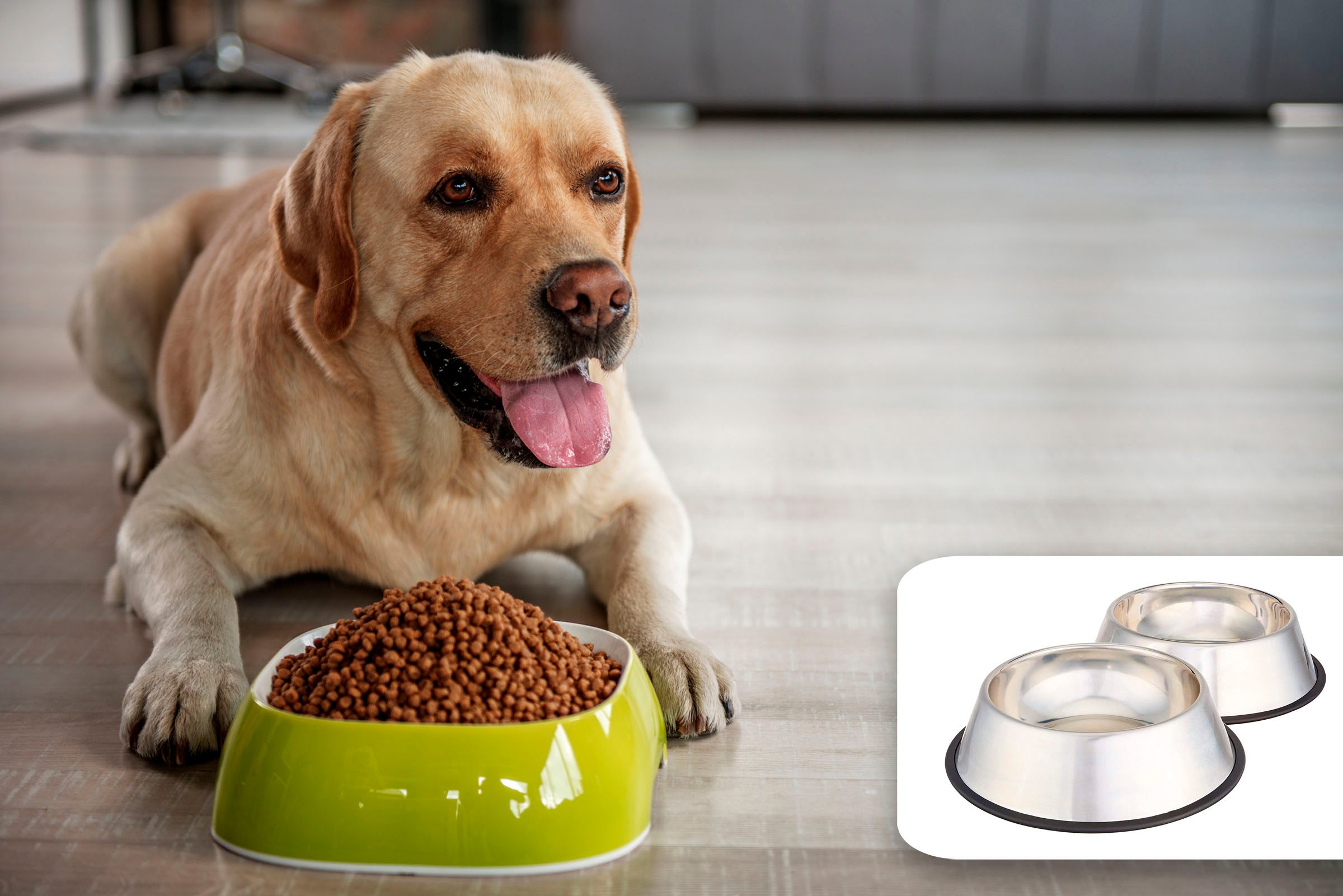 Biofilm: Learn About The Danger Lurking in Your Pet's Bowls!