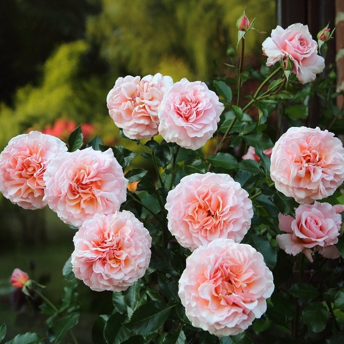 The Best-Smelling Flowers That Belong in Your Garden ...