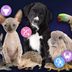 The Best Pet for You, Based on Your Zodiac