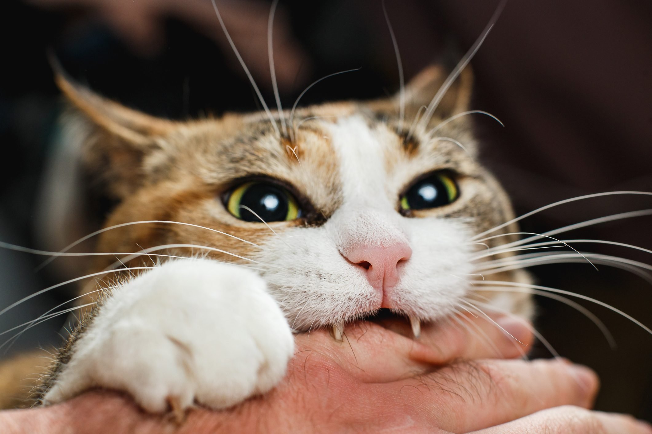 How to Handle a Cat Attack and What to Do to Prevent It, Cat Behavior