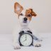 Do Dogs Have a Sense of Time?