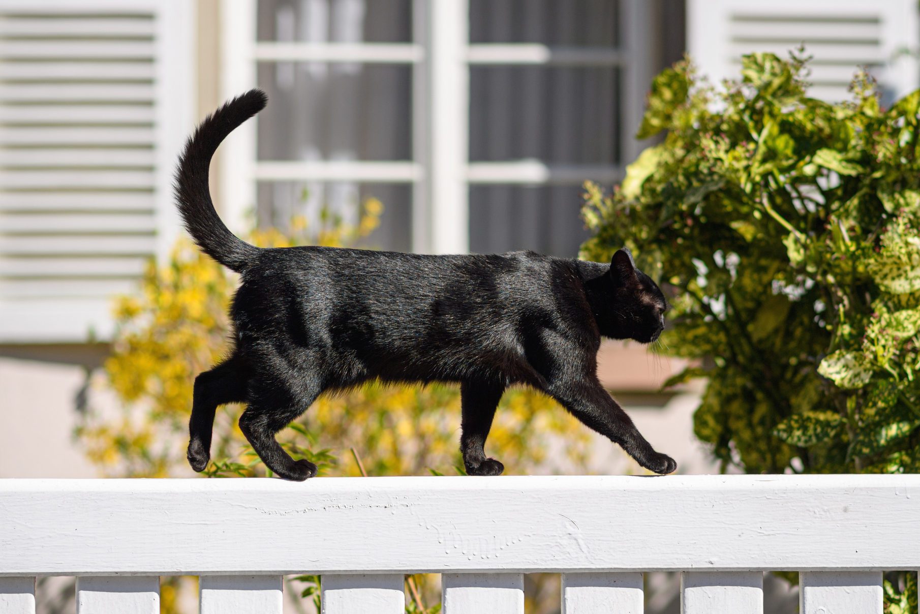 Sweet young fit elegant black cat walking on a white fence sunny weather