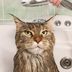 Do Cats Need Baths?