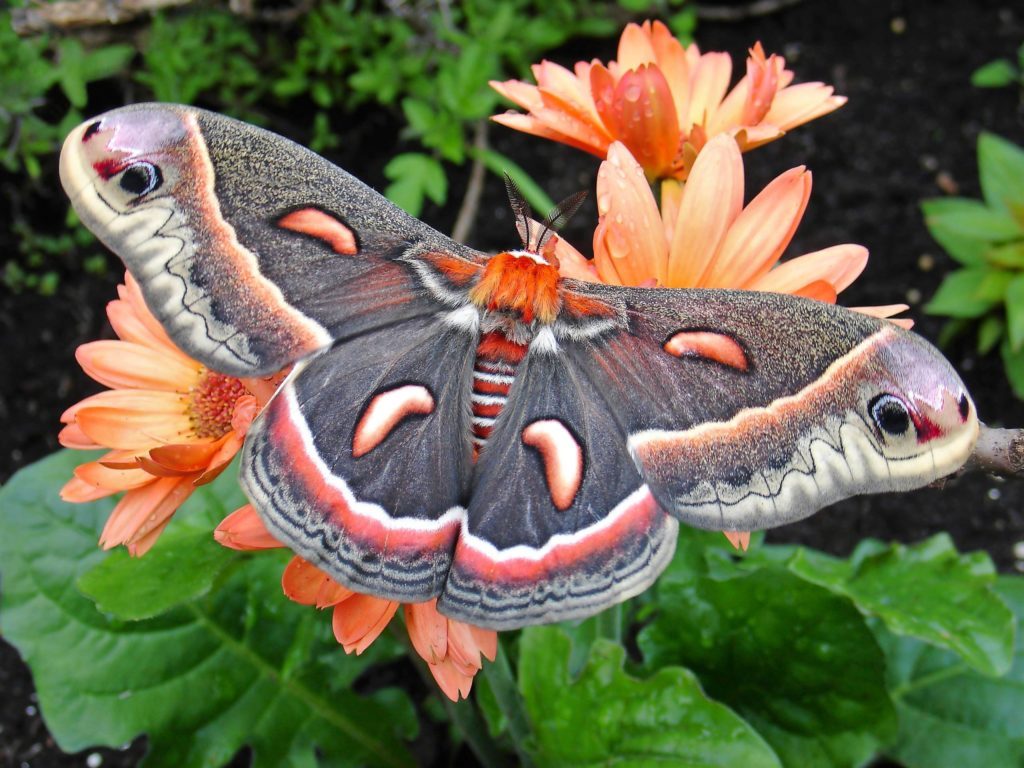 6 Pictures That Will Change the Way You Look At Moths