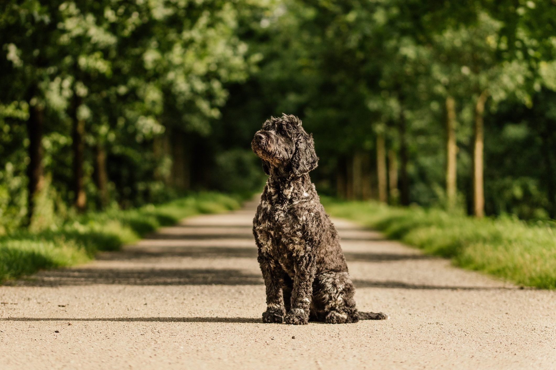 Portuguese Waterdog