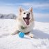 How to Keep Your Pets Safe This Winter