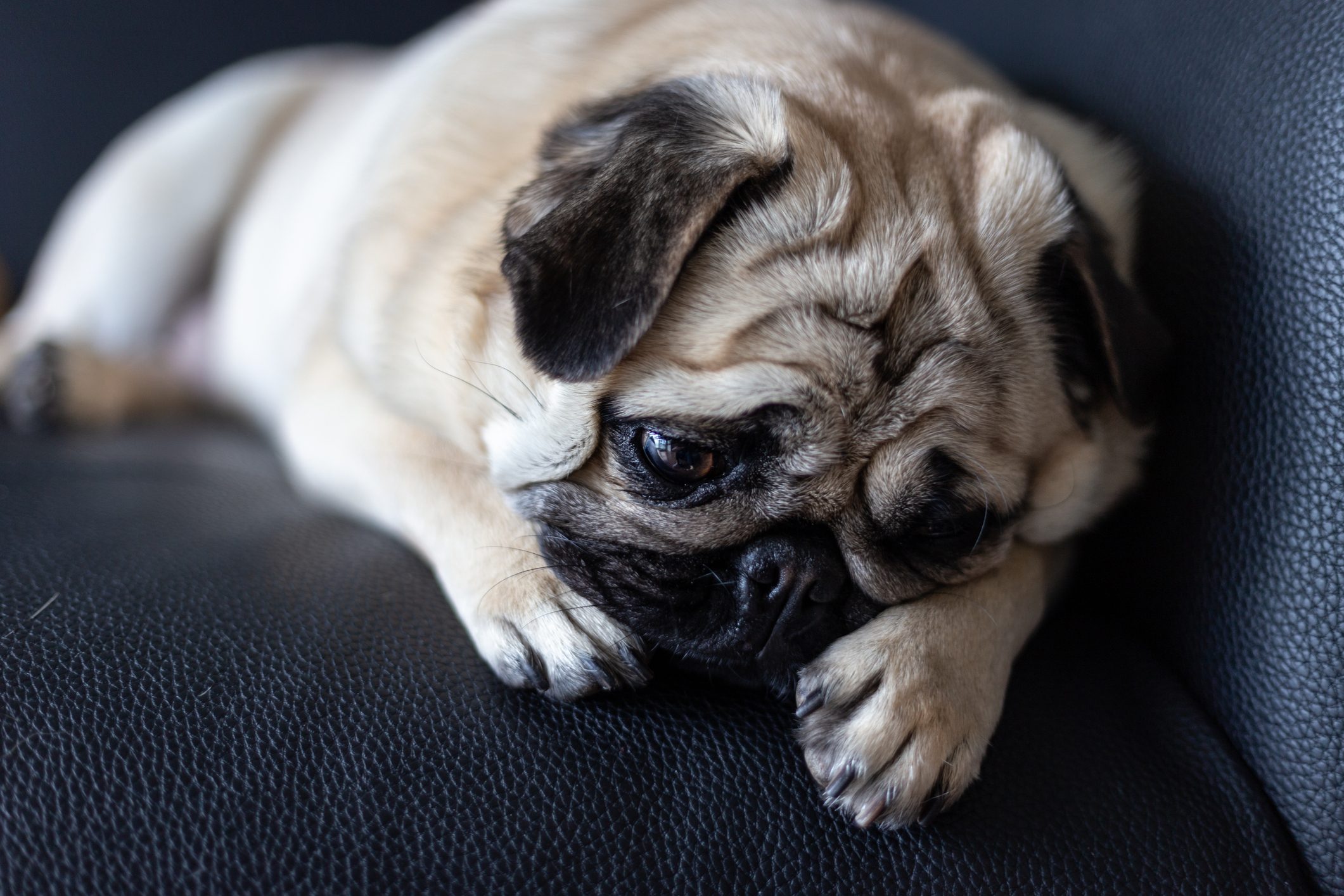 why do dogs cry tears