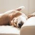 What Your Dog's Sleeping Position Will Tell You