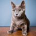 Cat Anxiety: 6 Reasons Your Cat May Be Stressed, and What to Do About It