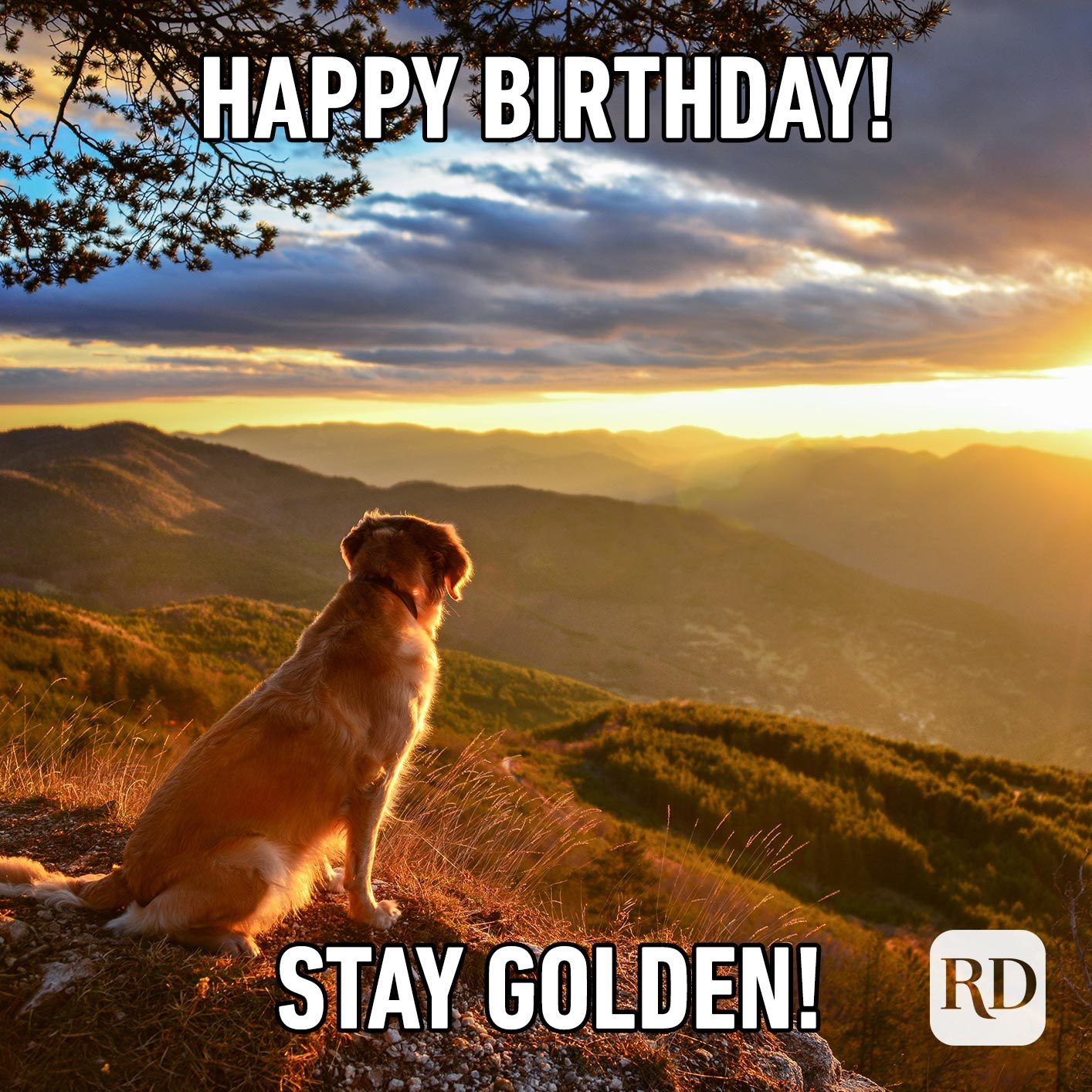 funny happy birthday golden retriever
