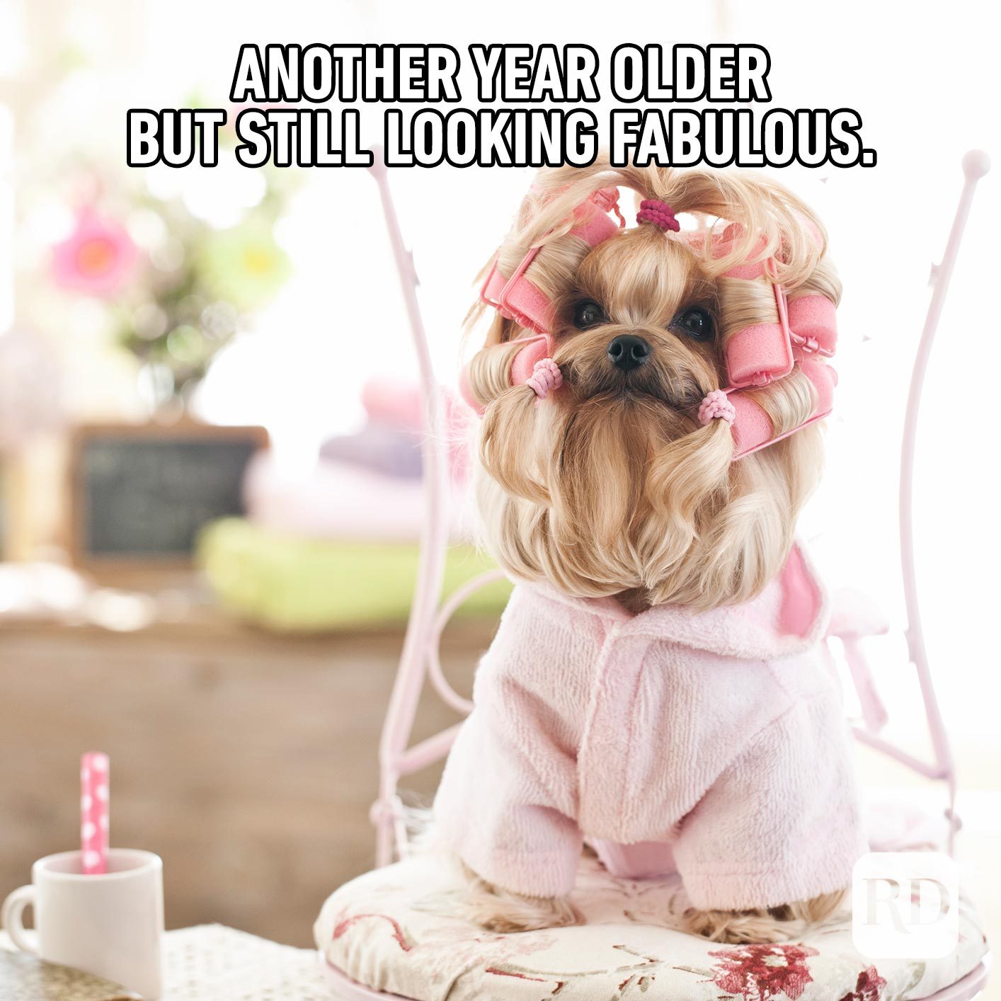 30 of the Funniest Happy Birthday Memes Reader's Digest