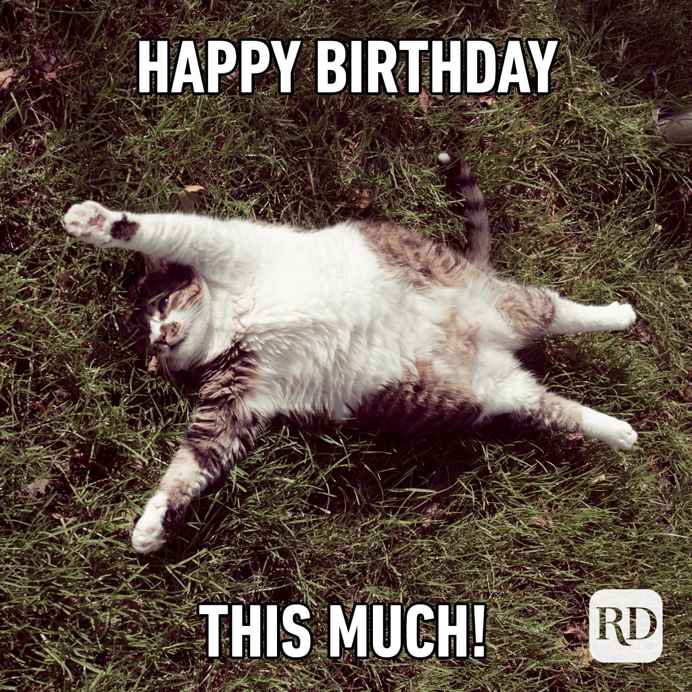 funny cat birthday meme
