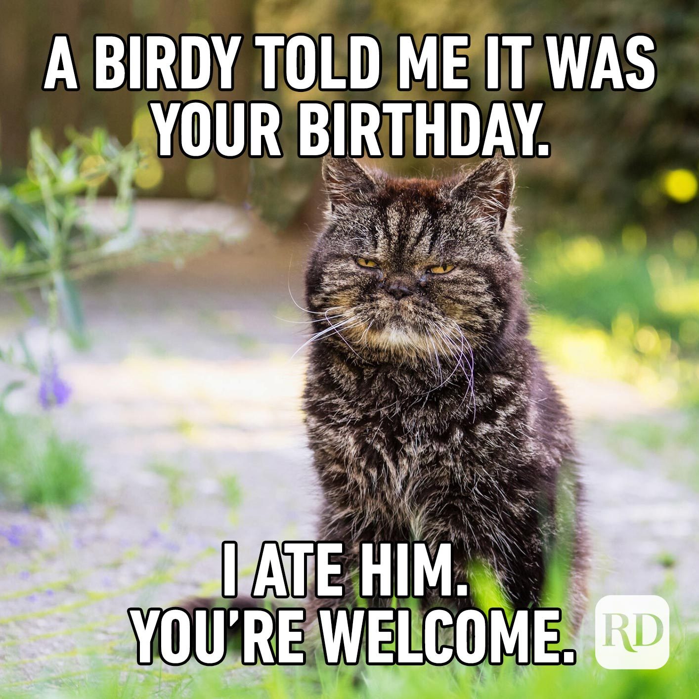 A birdy told me it was your birthday. I ate him. You're welcome.