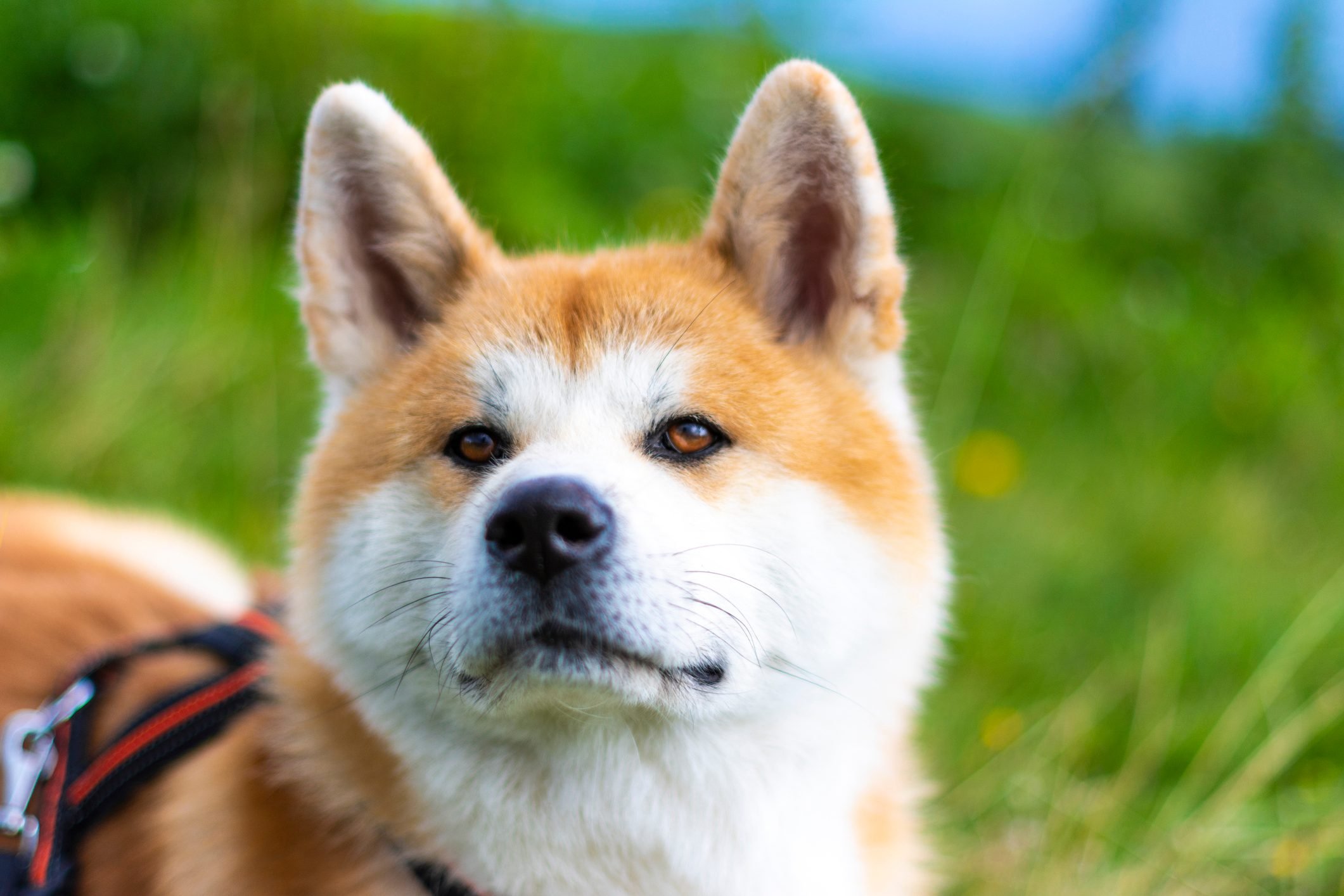 13 Dogs That Look Like A Fox Readers Digest
