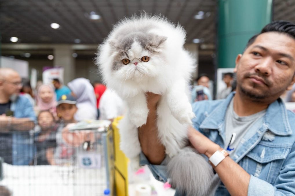 Ekspo Kucing-Cat Show In Kuala Lumpur, Malaysia