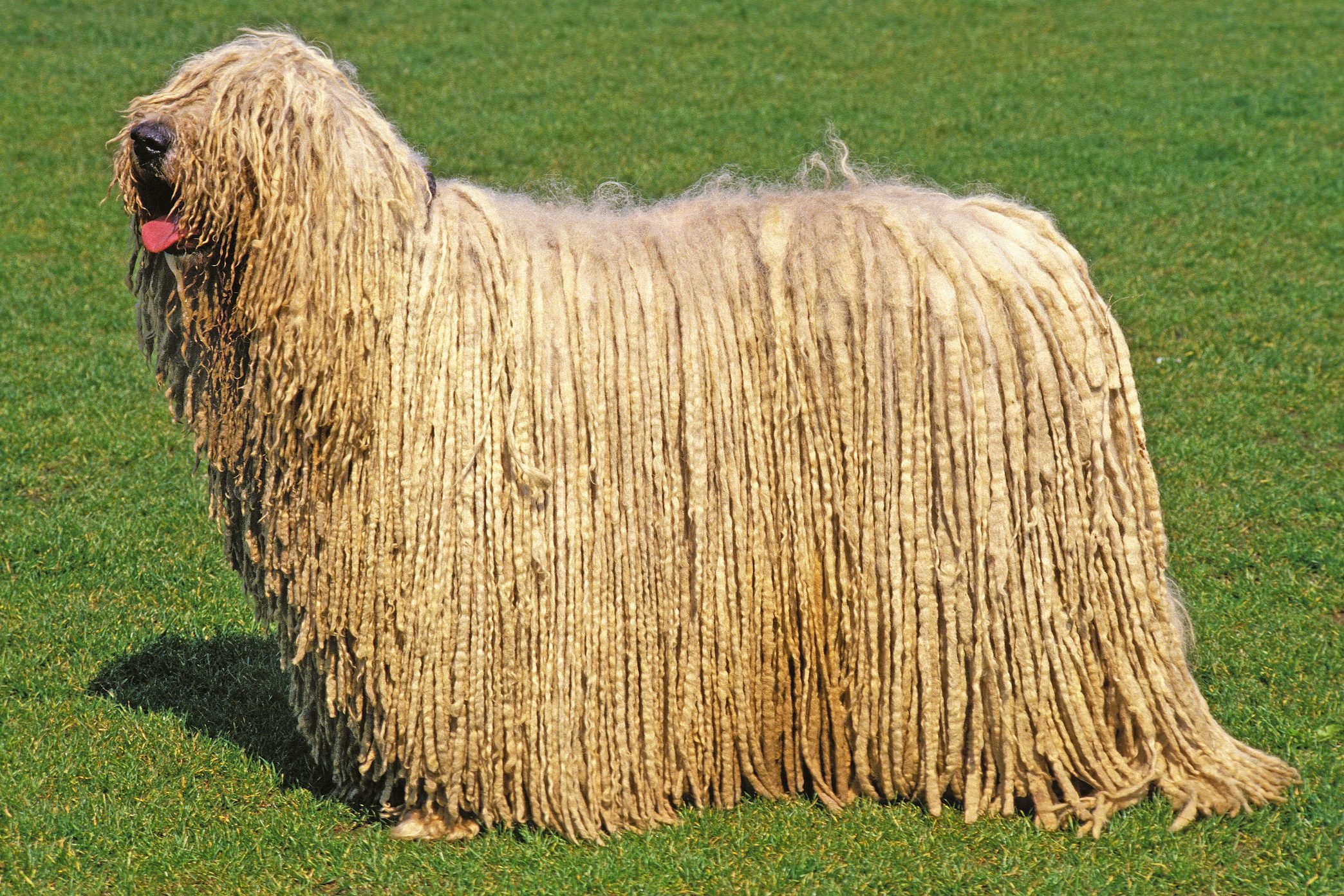 6 Adorable Dogs That Look Like A Mop