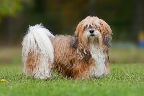 6 Adorable Dogs That Look Like A Mop | Reader's Digest