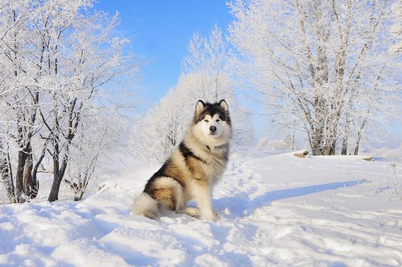 17 Wolf Dog Breeds Worthy of Your Love | Dogs That Look Like Wolves