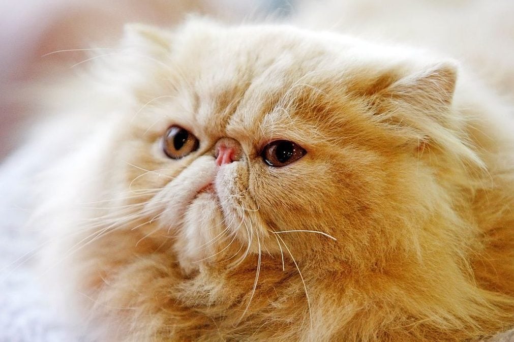 Cats are cute, furry, cuddly — and an invasive alien species