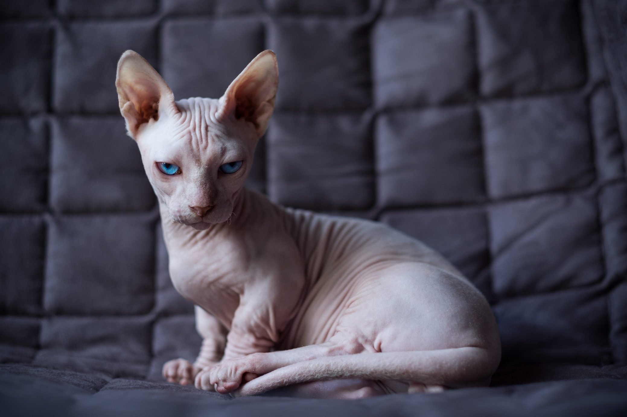 Bald Cats With Tattoos