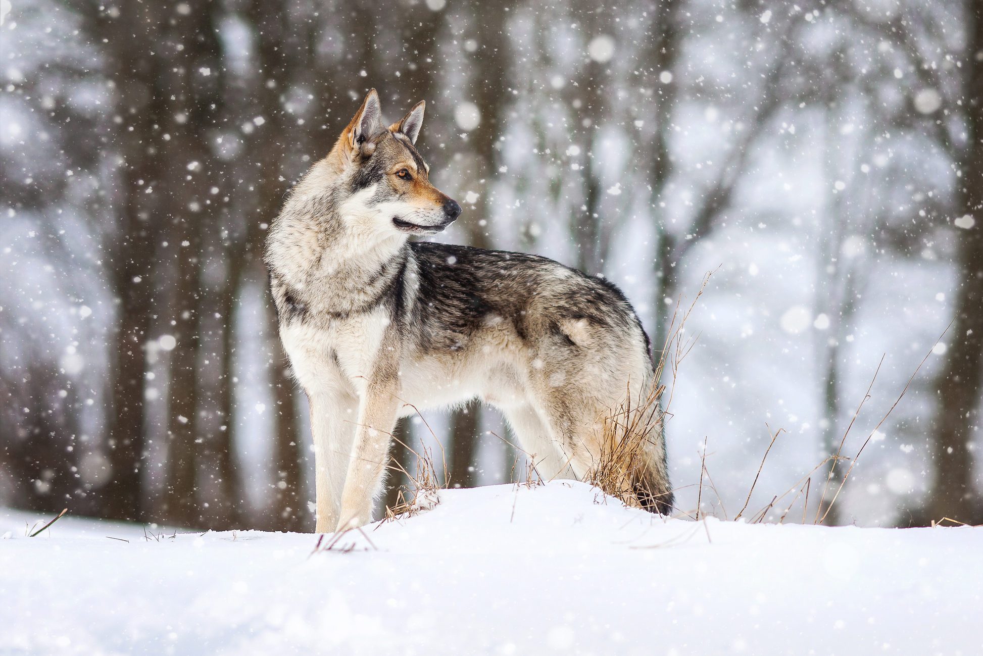 Are Huskies Genetically Closer To Wolves