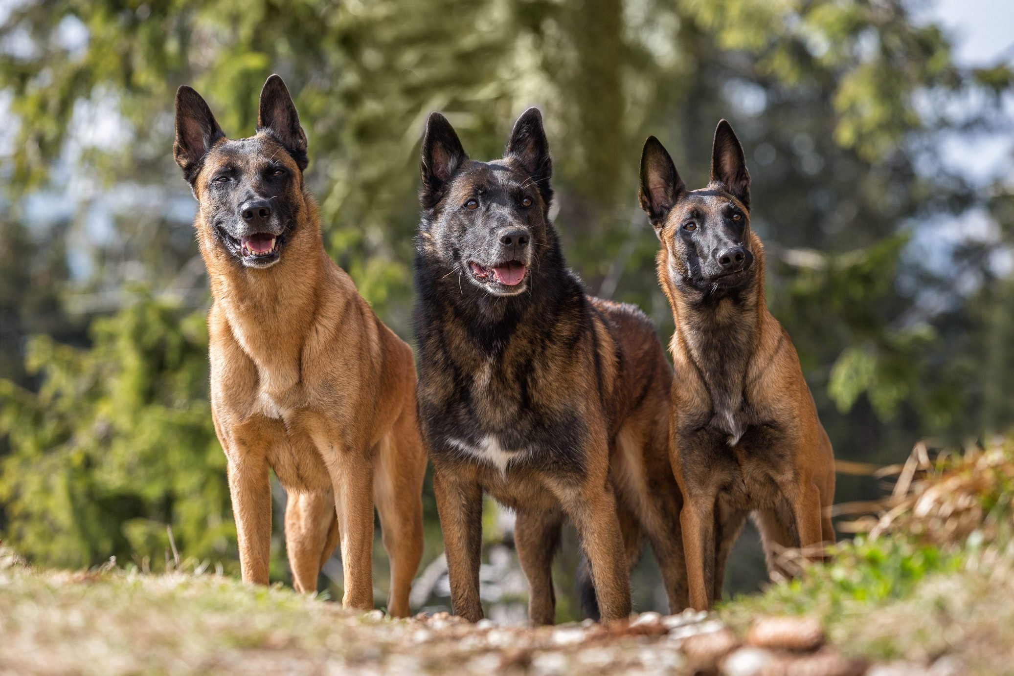 what are the safest dog breeds