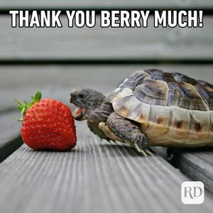 23 Funny Thank You Memes | Reader's Digest