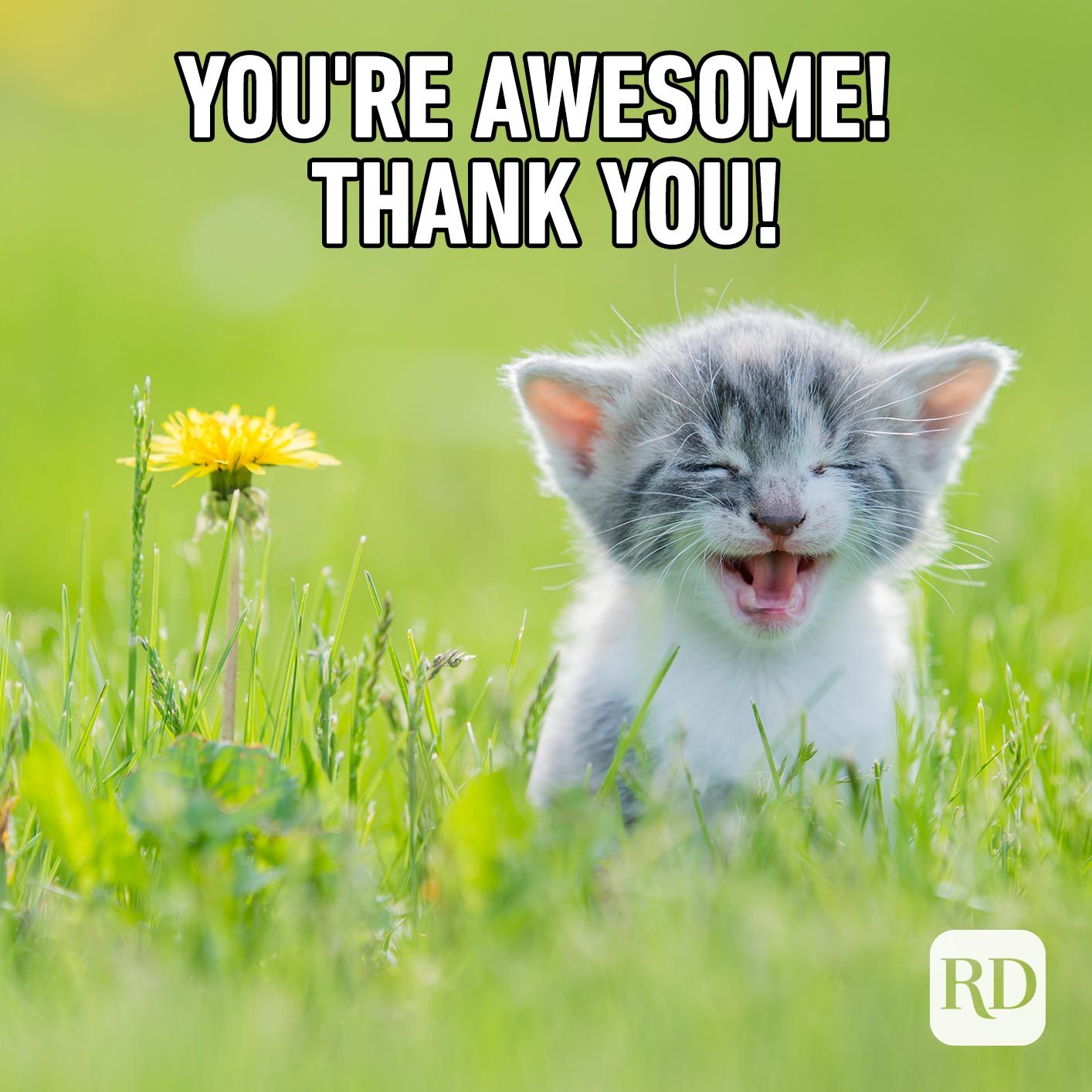 51 Nice Thank You Memes With Cats Thank You Memes Cat - vrogue.co