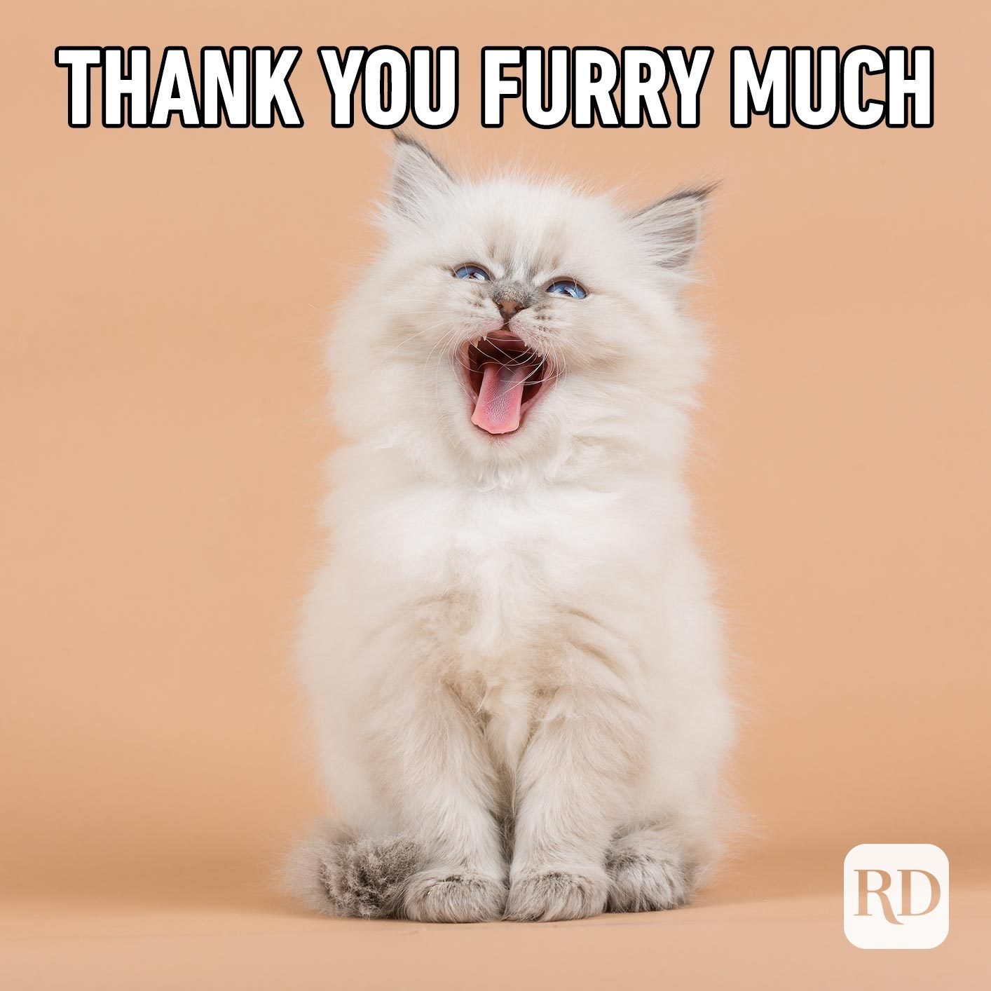 Cat screaming. Meme text: thank you furry much