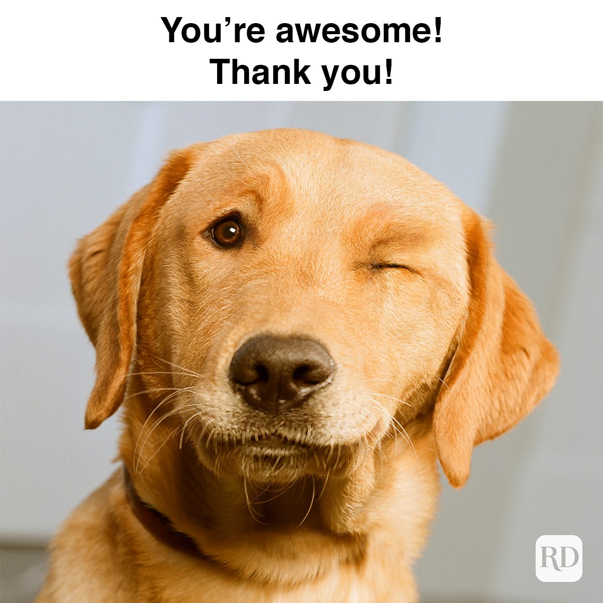 you are awesome meme