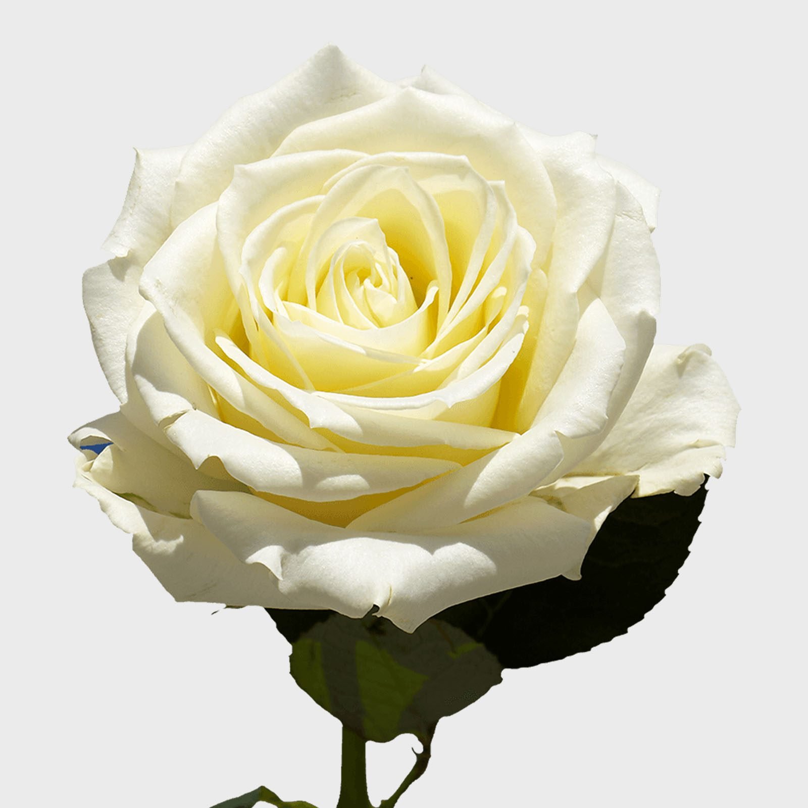 white roses with red tips name