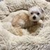 Calming Dog Bed Review: I Tried the Most Popular Dog Bed on Amazon and Here’s What Happened