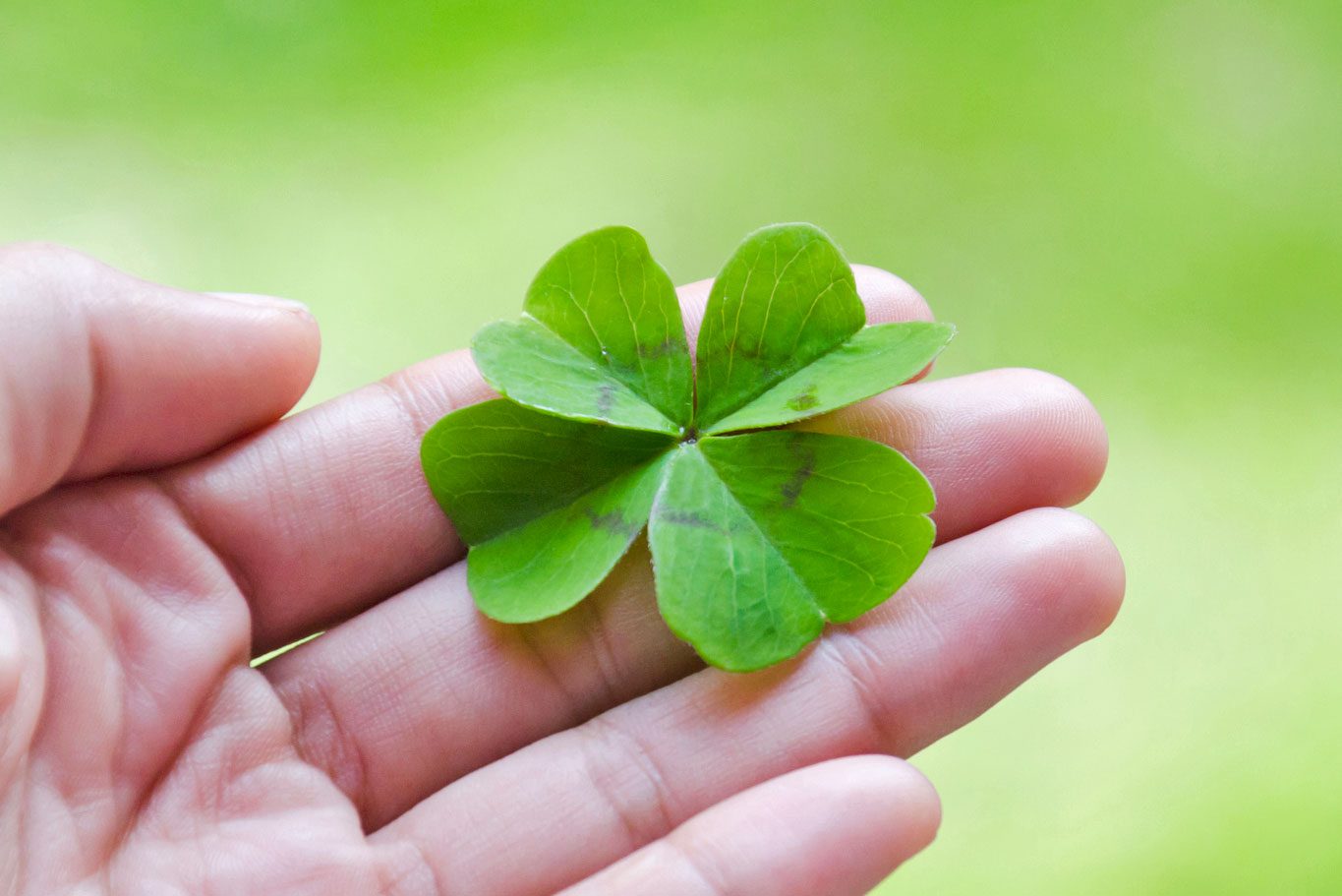 Why Four-Leaf Clovers Are Considered Lucky