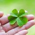 Why Four-Leaf Clovers Are Considered Lucky