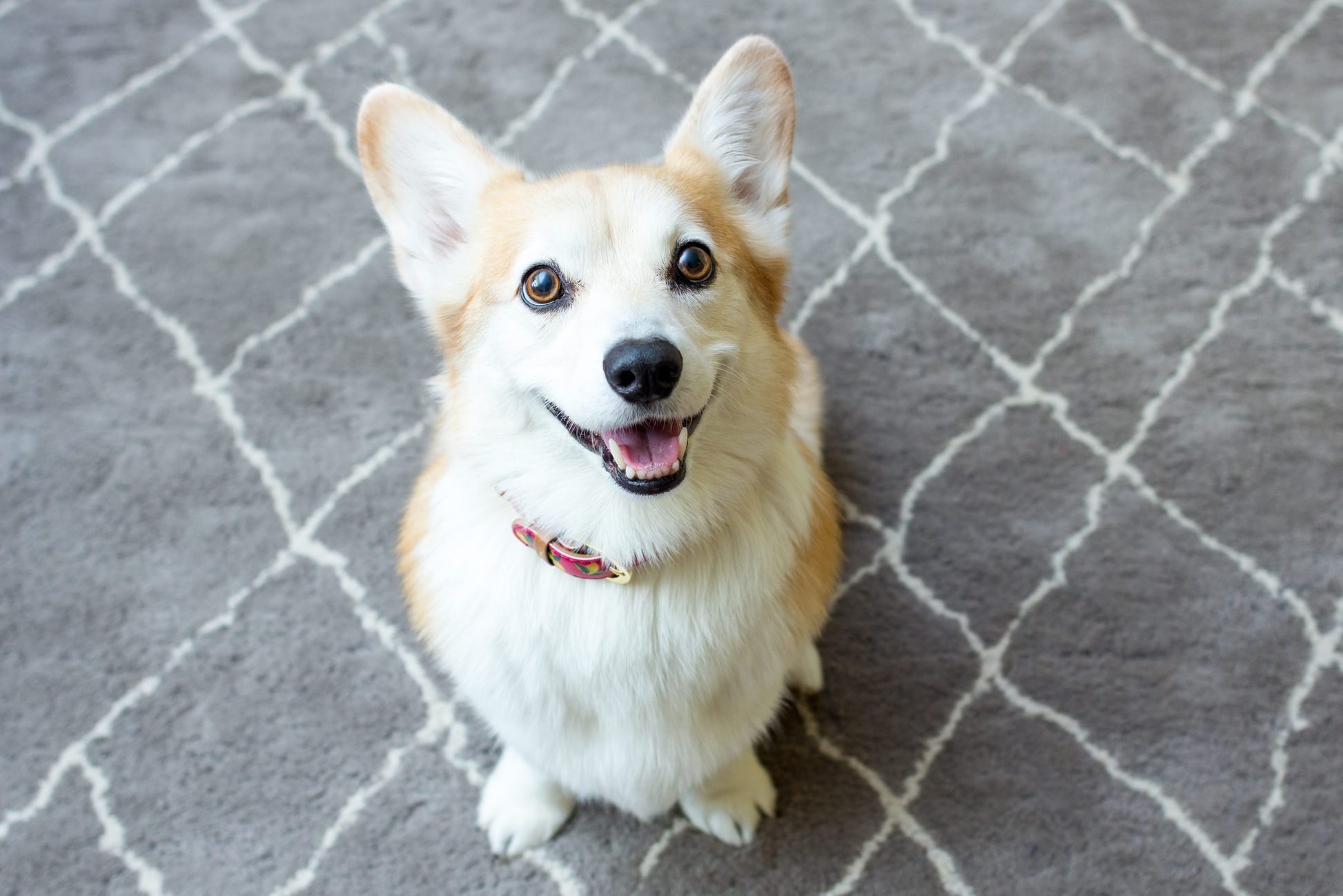 26 of the Cutest Corgi Pictures 