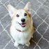 26 Adorable Corgi Pictures That Will Make You Want One