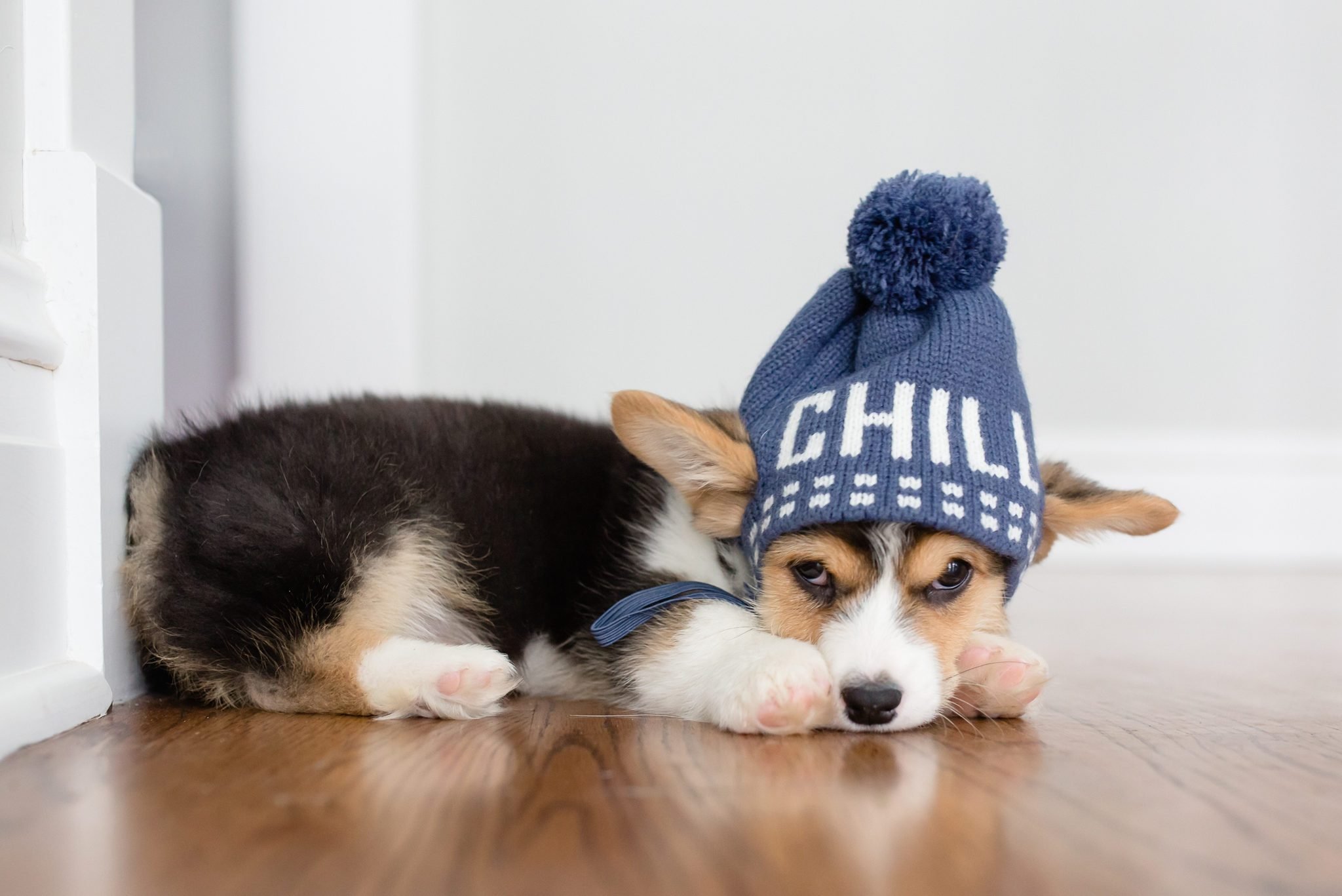 The Cutest Corgi In The World - Photos All Recommendation