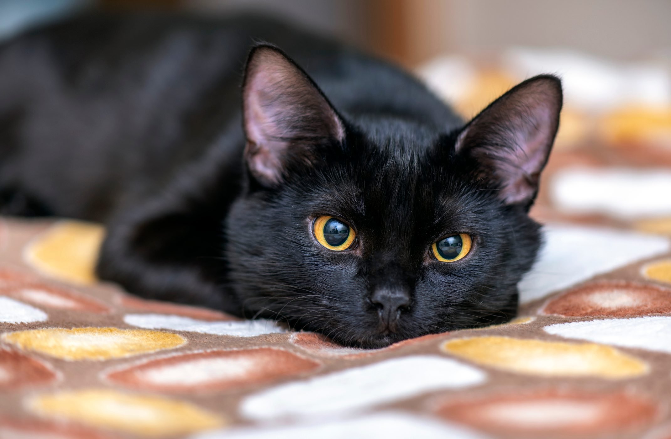 Discovering the Fascinating Black Cat Breeds - catmags.com