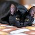 22 Black Cat Breeds You'll Want to Adopt