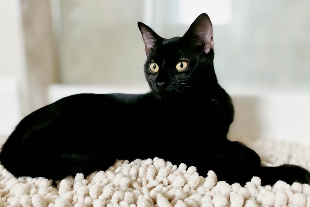 22 Beautiful Black Cat Breeds Reader's Digest