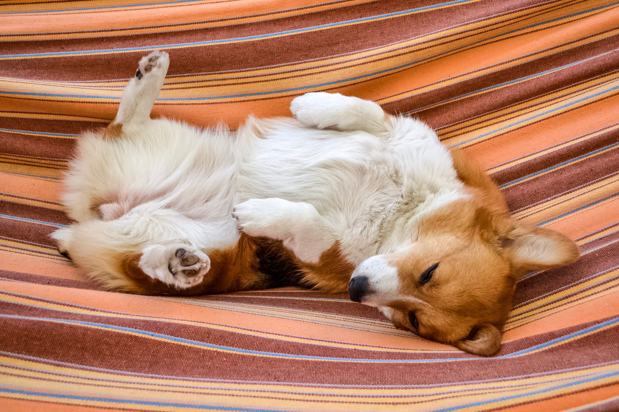 26 of the Cutest Corgi Pictures