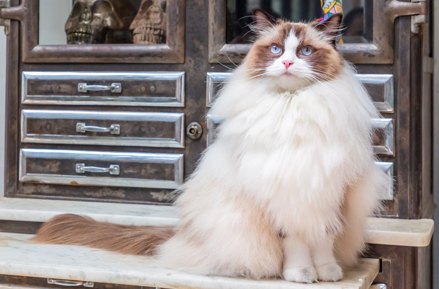 Ragdoll cat and Vintage Cupboard